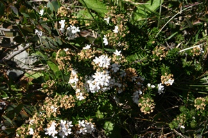 Australian Plants Lamiaceae